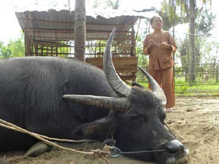 Kỳ[-]quặc[-]chuyện[-]vái[-]lạy[-]'trâu[-]thần'[-]ở[-]miền[-]Tây